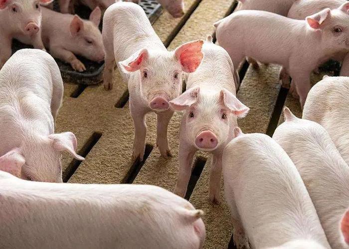 6元猪价持续养殖企业深亏专家5月出现反弹的概率很大